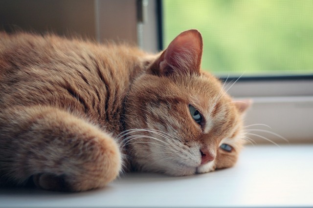 窓辺で寝ている茶色い猫