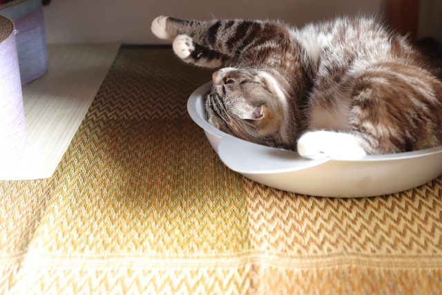 アルミ猫鍋の中で寝ている子猫