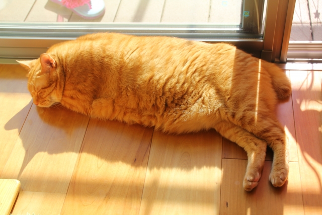 窓辺で寝ている太った茶トラ猫