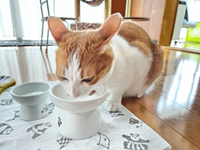 ご飯を食べている茶白の猫