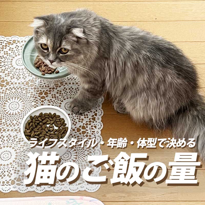 猫のご飯の量はどのくらいがベスト？見直す時のポイントや与え方のコツ