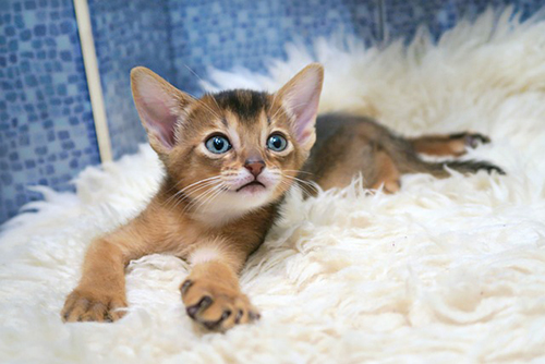 cats-abyssinians-4915993_640