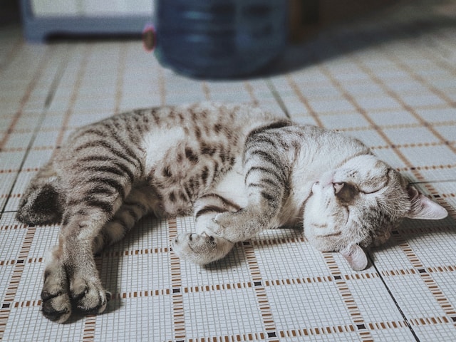 床で寝るサバトラ猫