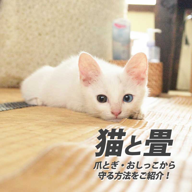 猫はなぜ畳が好き？爪とぎや尿から畳を守る7つの対策法！