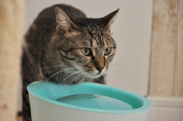 自動給水器を使うネコ