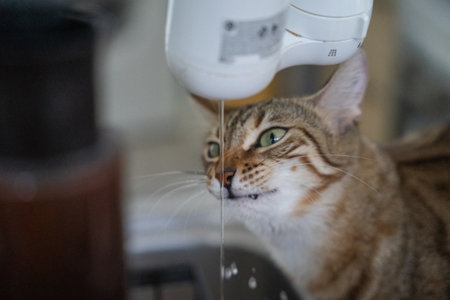 蛇口の水に興味を持つ猫