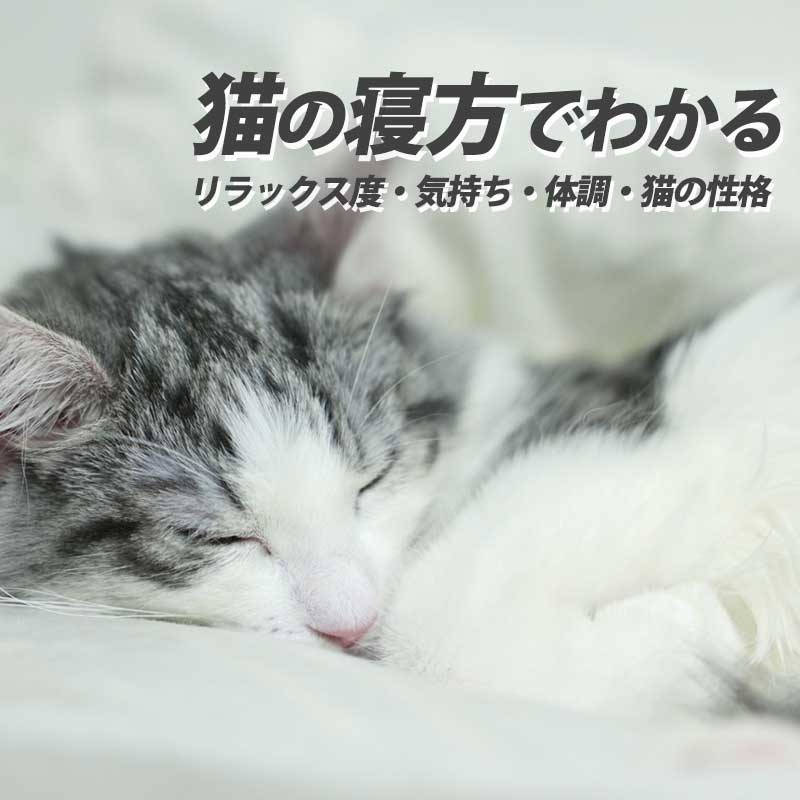 猫の寝方でわかる！リラックス度・気持ち・体調・猫の性格を解説