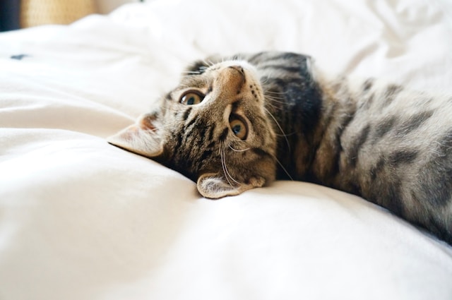 ベッドの上で寝転がるキジトラ猫