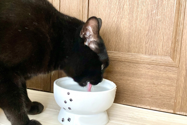 水を飲む黒猫