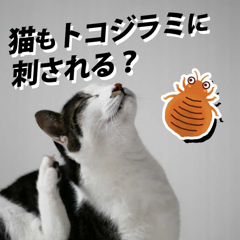 【獣医師監修】猫も刺される？！日本で急増中のトコジラミが猫に与える影響について解説