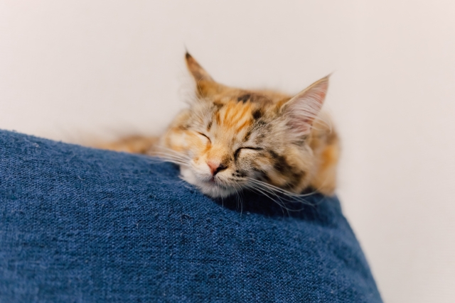 青いソファで寝ている三毛猫