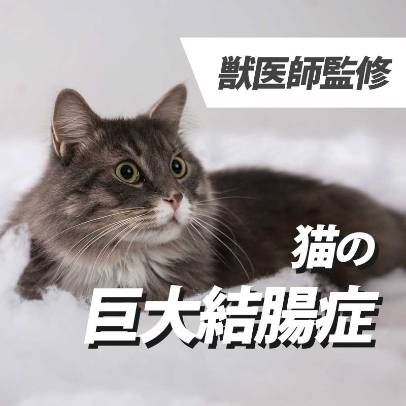 【獣医師監修】猫の「巨大結腸症」って何？便秘の危険性を解説