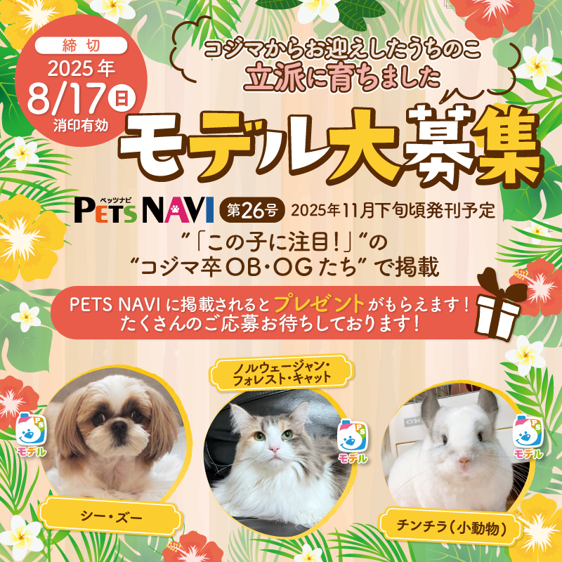 【選ばれたらモデルデビュー】コジマでお迎えされた子大募集！写真を応募してPETSNAVIに載ろう！