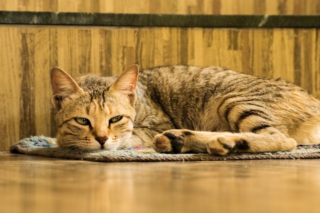 床の上で横になるキジトラ猫