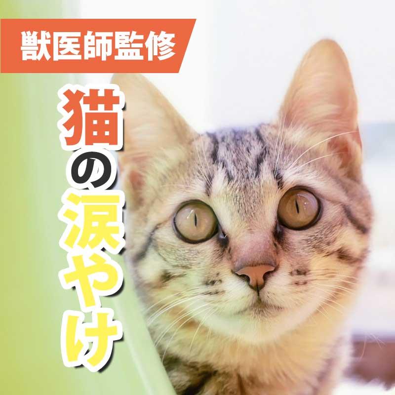 【獣医師監修】猫の涙やけが気になる！予防法や飼い主ができるケア方法が知りたい！