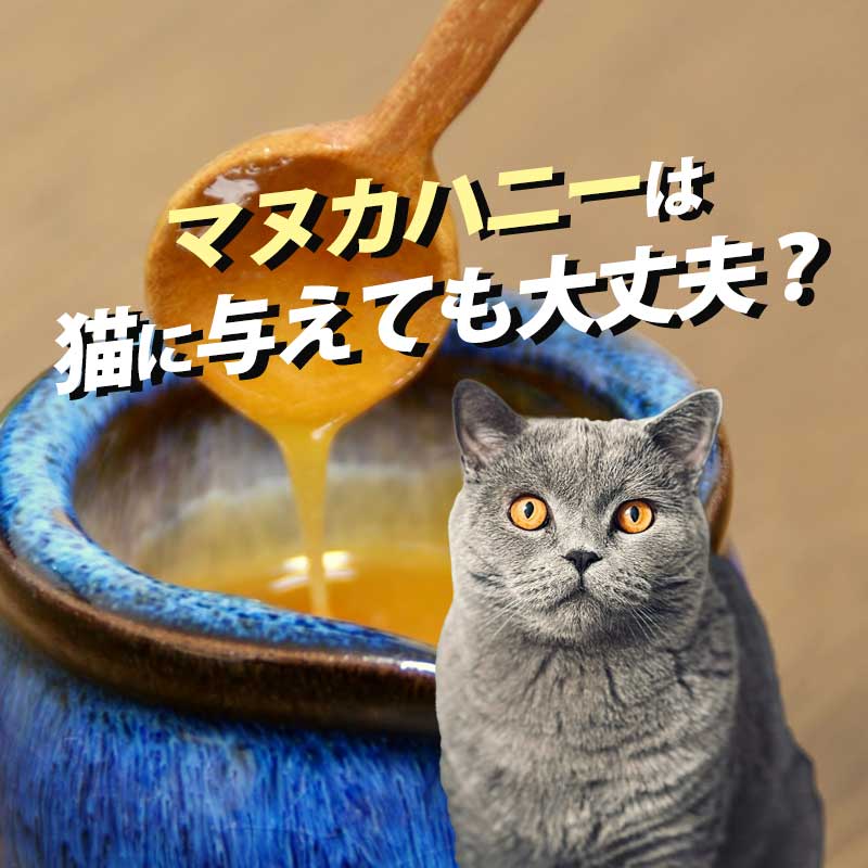 マヌカハニーって何に効く？猫に与えても問題がないのか知りたい！