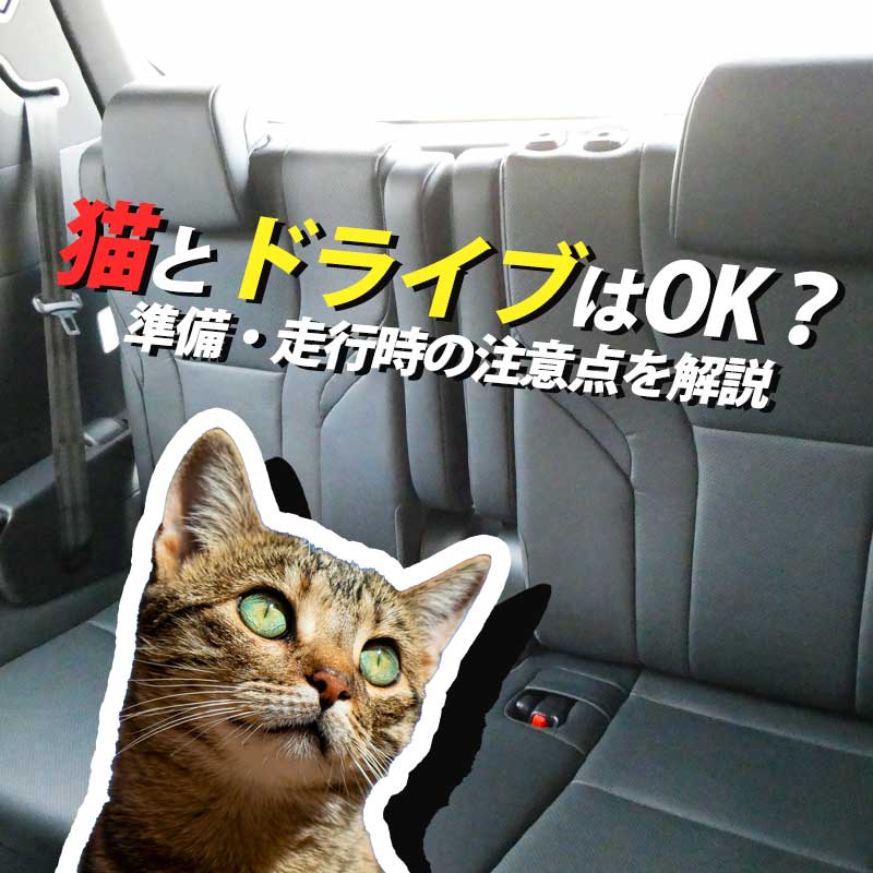 猫と一緒にドライブはOK？安全に走行する為にはどうすれば良いの？