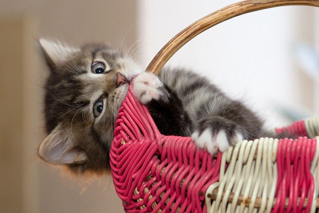 かごの中で遊ぶ子猫