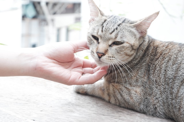 グレートラの猫