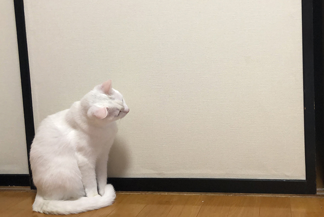 ふすまに興味を持つ猫