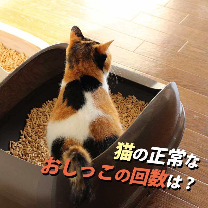 【獣医師監修】猫のおしっこ回数が多い時や少ない時に考えられる異常を解説