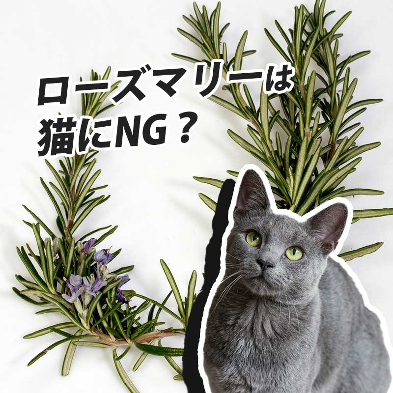 爽やかな香りを持つローズマリーは猫が食べても安全なの！？