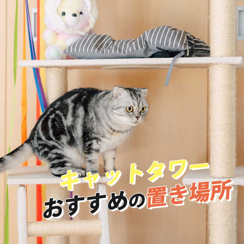 キャットタワーの置き場所は？猫が喜ぶおすすめ置き場はここ！