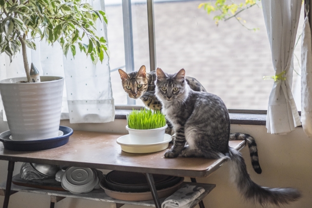 窓辺で猫草の前にいる二匹の猫たち