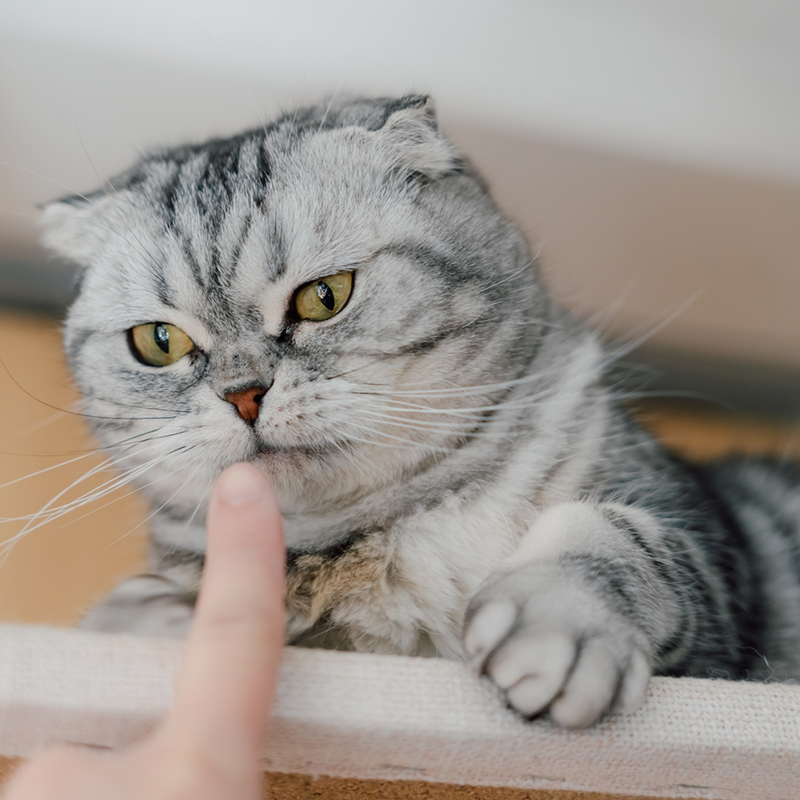 垂れ耳の猫について解説！耳のケア方法とは