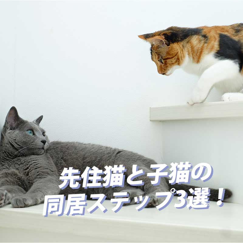 先住猫がいる状態で子猫のお迎えが決まった際の同居ステップ3選！