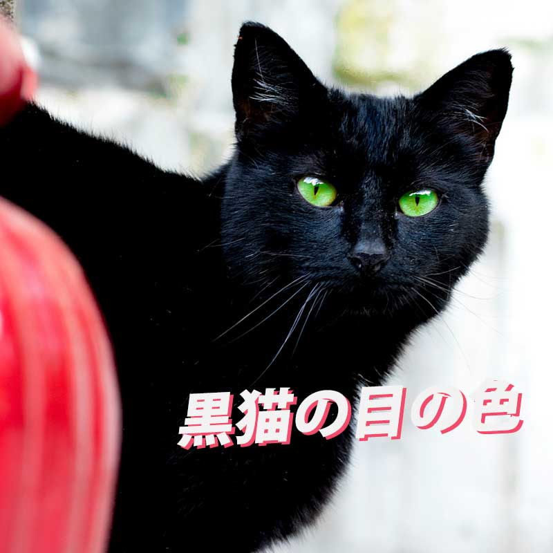 黒猫の目の色は何色をしている？どんな色だと注意が必要なの？