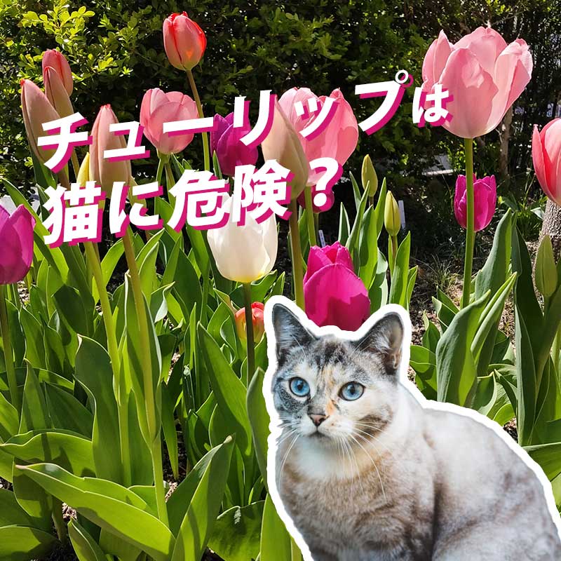 チューリップは猫にとって危険な植物！飾る場合にはどうするべき？