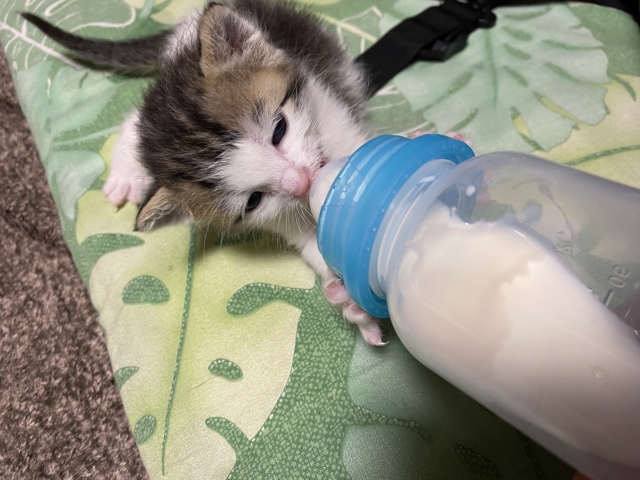 ミルクを飲むキジトラの子猫