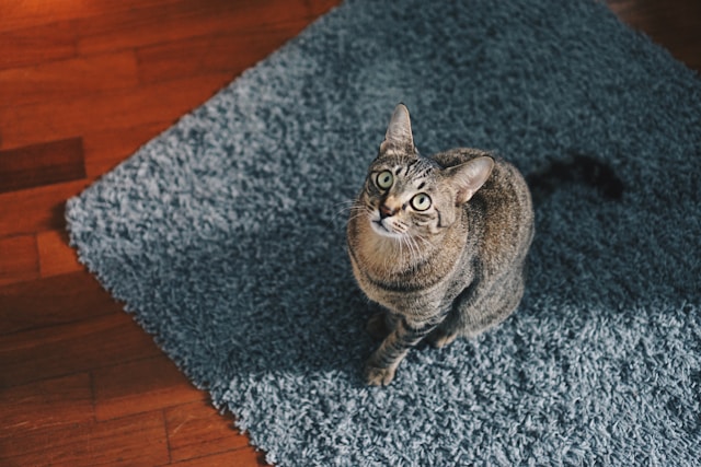 飼い主を見上げるキジトラ猫