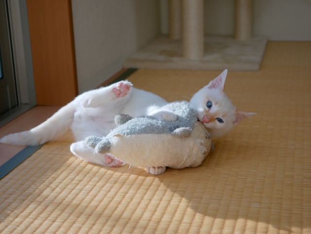 ぬいぐるみで遊ぶ白い子猫