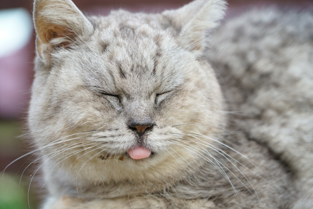 舌が出ている猫