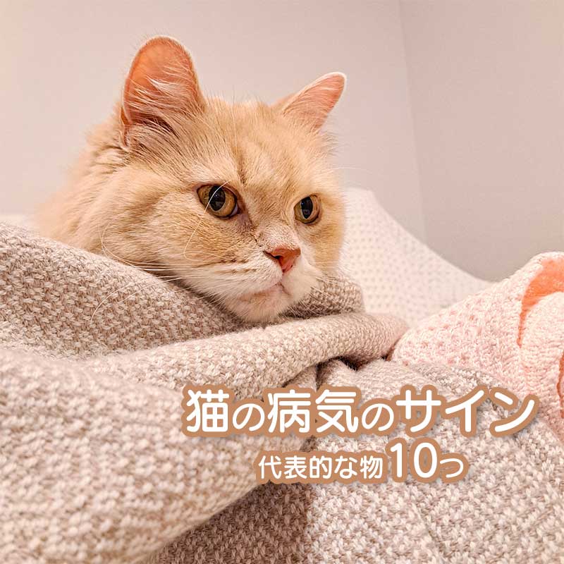 病気を患った猫のサインを見逃すな！代表的な10個の行動とは！？