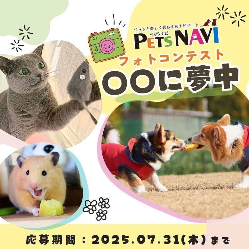 選ばれたらペットの専門店コジマ情報誌に掲載！『〇〇に夢中！』フォトコン開催中