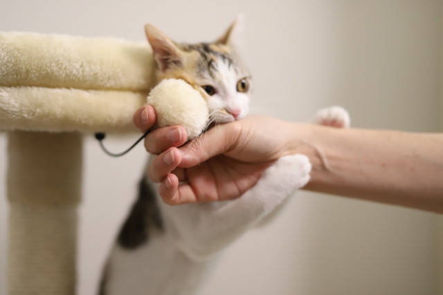 手を掴んで噛む猫