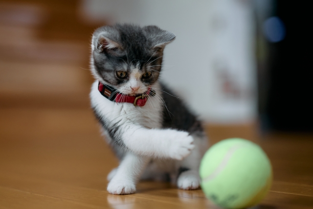 テニスボールで遊ぶ子猫