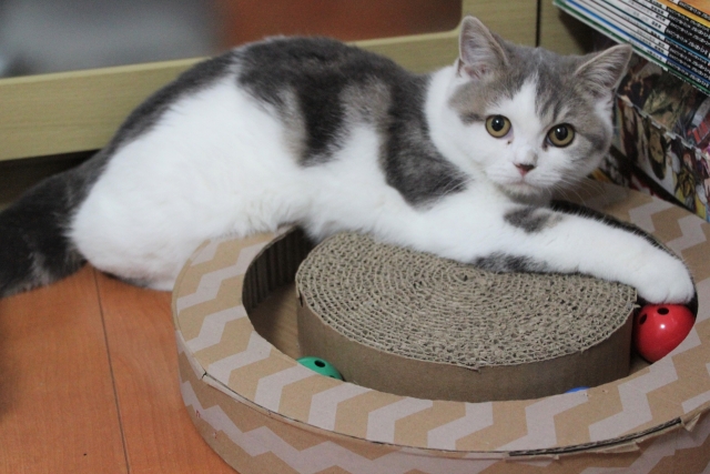 ボール入り爪とぎで遊ぶ猫