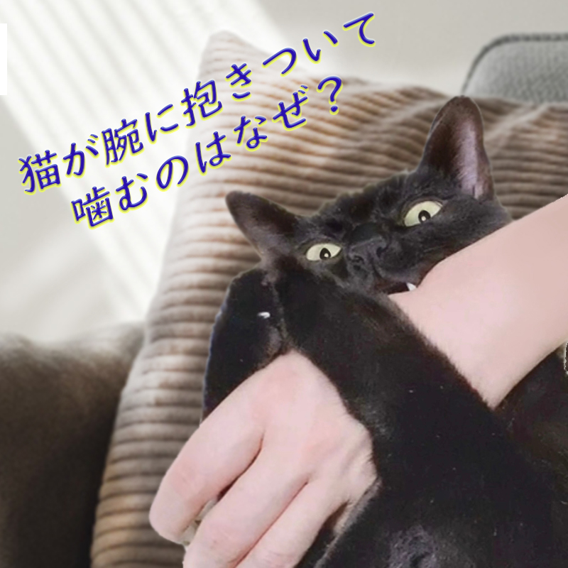猫が腕に抱きついて噛むのはなぜ？理由と対処法を解説！