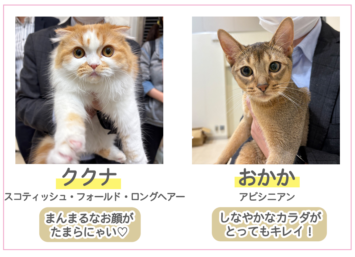 ネコ2頭