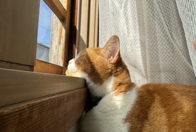 窓枠に顔を乗せて寝る猫