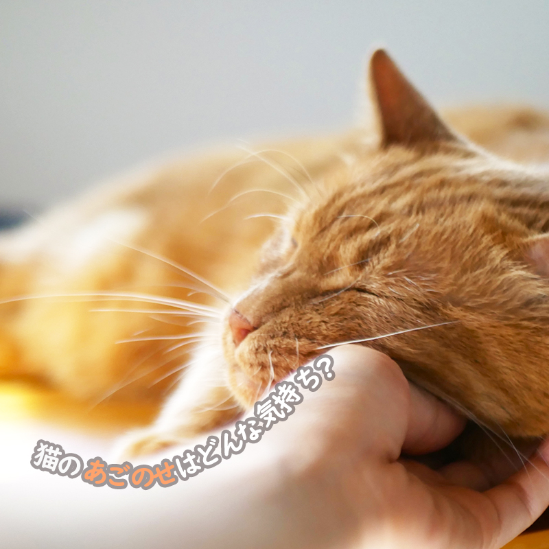 猫のあごのせはどんな気持ちの表れ？