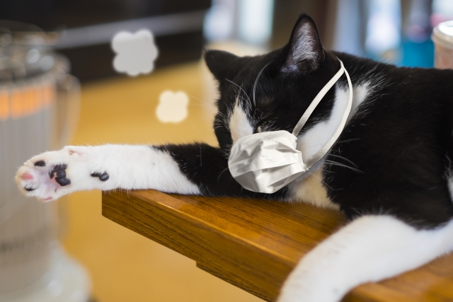 マスクをした猫