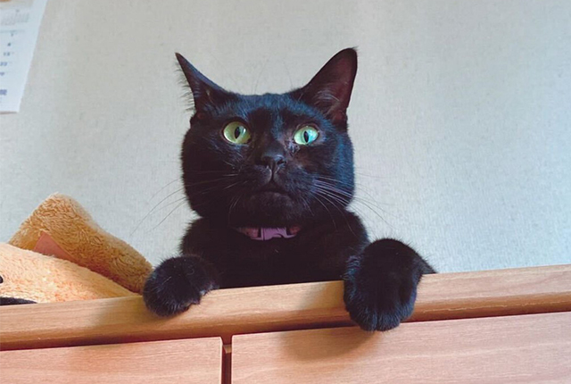 ミックスの黒猫