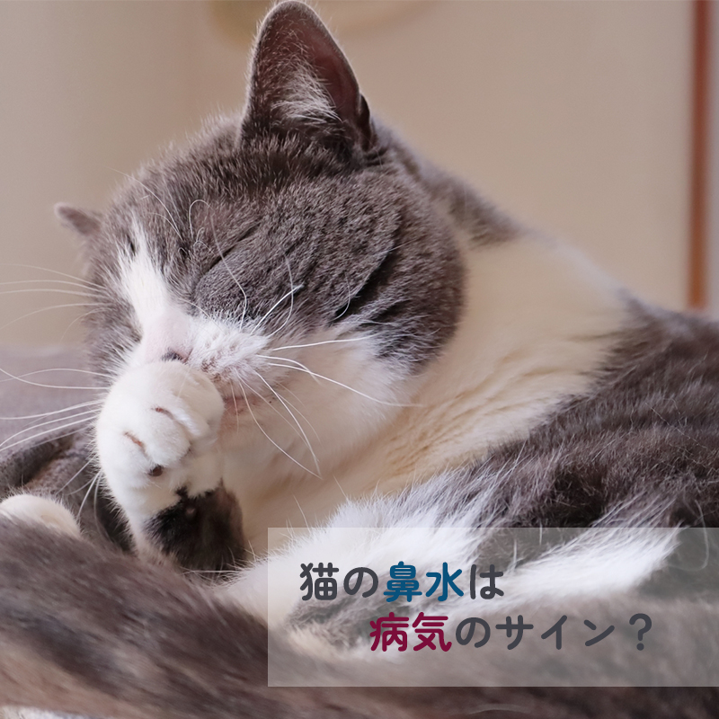 【獣医師監修】猫の鼻水が出る時の原因・病気は？猫風邪の場合も？