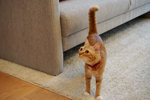 しっぽを立てている猫