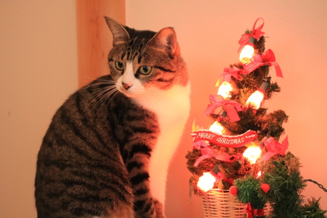 猫とクリスマスツリー|破壊させないための対策